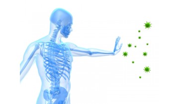 Immune System & Zika